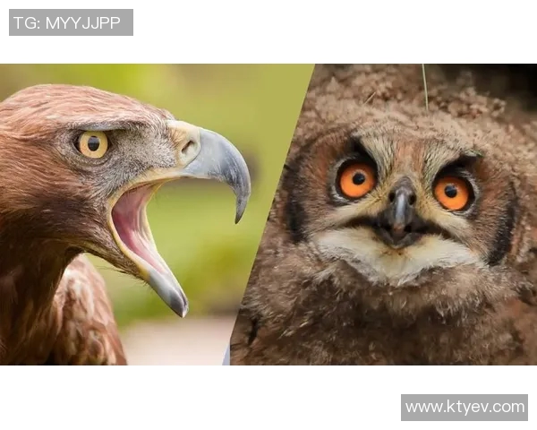 热一刺与贝红星的巅峰对决谁能在赛场上笑到最后